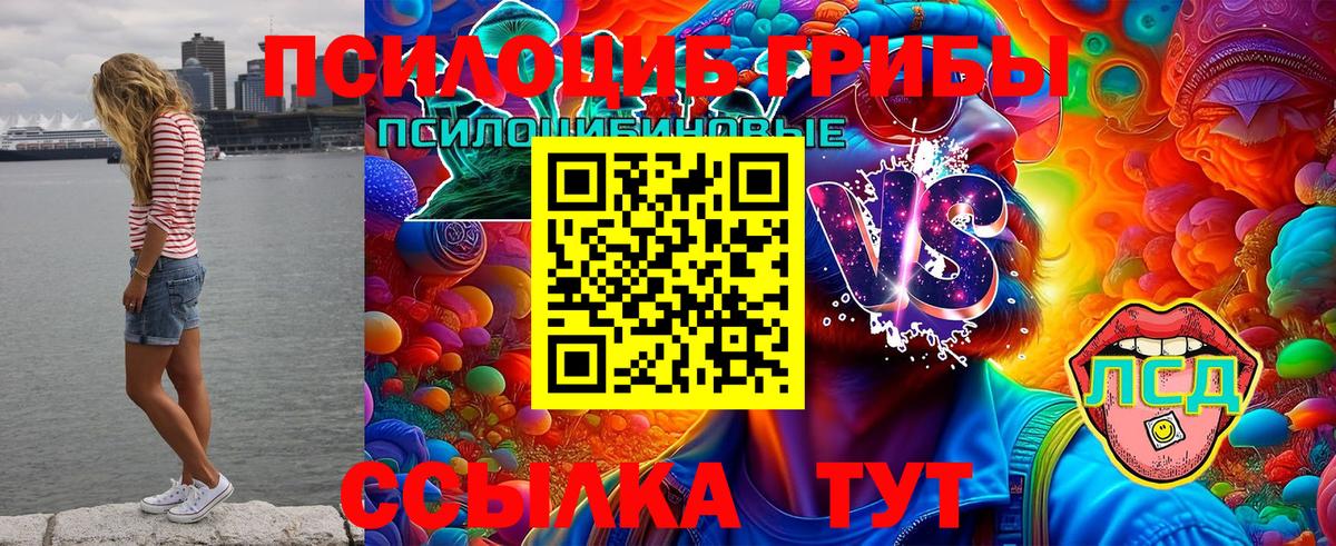 Галлюциногенные грибы Psilocybe Морозовск
